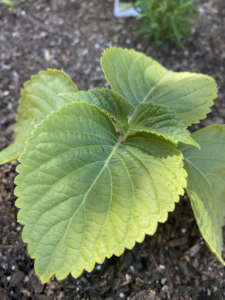 garden, herb, vegetable, korean shiso, plant